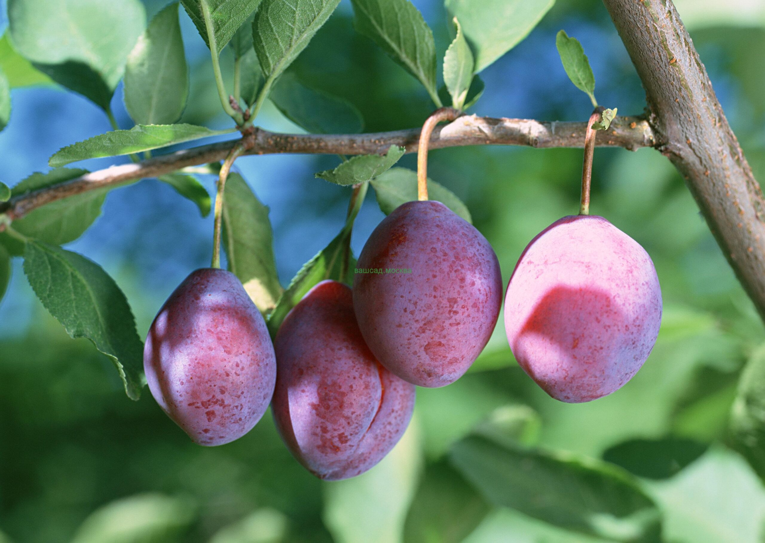 Плоды розового дерева