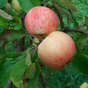 Полукарликовые яблони